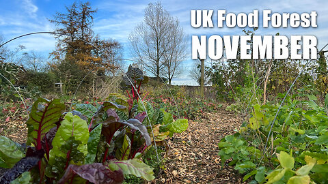 UK Permaculture In November | Winter Preparations