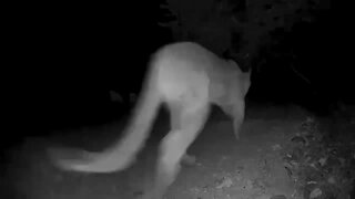 Mountain Lion Captured On Security Cam