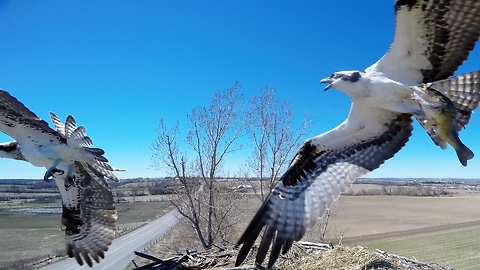 Nest Camera Captures Birds Of Prey In Ferocious Battle For Fish