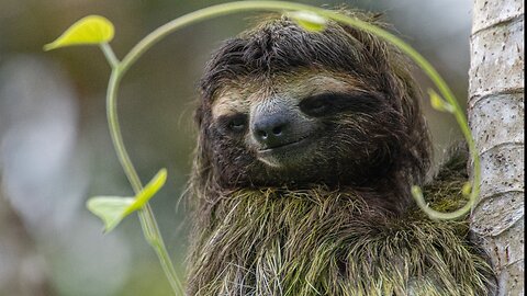 Sloths: Lazy or Clever?