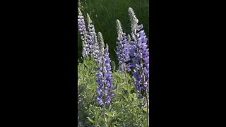 Silver Lupine Flowers