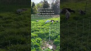 Rotational Grazing: BEFORE & AFTER // Goat Herd #shorts