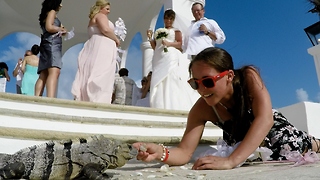 Bridesmaid has uninvited wedding guest eating out of her hand