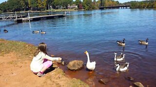 Hungry birds!