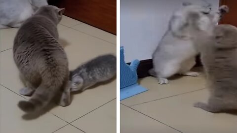 Funny cats battle 😂
