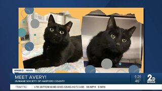 Avery the cat is up for adoption at the Humane Society of Harford County