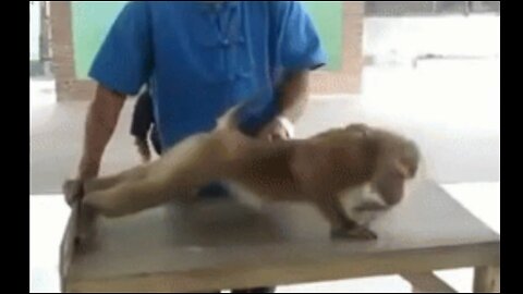 funny monkey videos
