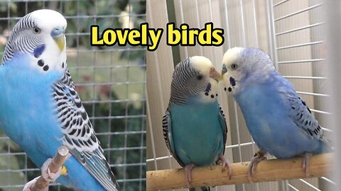 Lovely birds !!