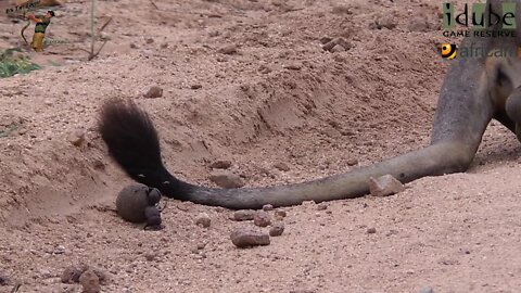 Dung Beetles Vs Lion? | African Wildlife Interactions