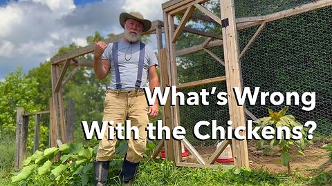 Four Chicken Yard Projects - Reduce Stress, Reduce Feed Budget, and Improve Security