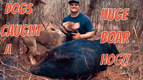 Dogs caught a huge boar hog!