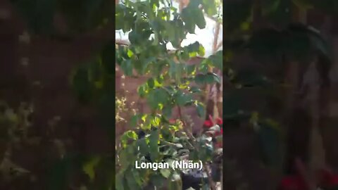 Bees are pollinating Longan #gardening #shorts #grow #viral #tropical