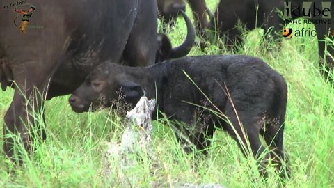Newborn Buffalo Calf