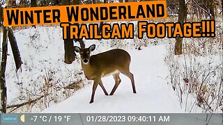 WINTER Trailcam FOOTAGE!!!