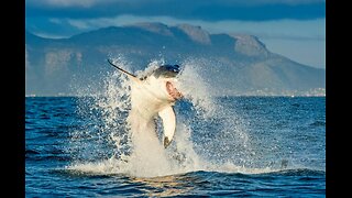 Captain Thrown Overboard Eaten By Shark