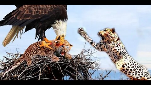 Crazy Revenge! Leopard Helplessly Watched His Child Being Taken By Eagle Without Doing Anything