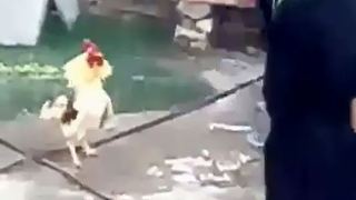 Stubborn rooster and the old woman