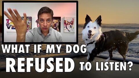 How I Built a Super Solid Recall! ￼What If My Dog REFUSED Come When Called?
