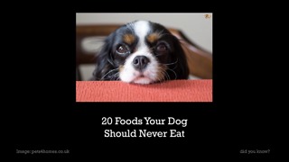 A List Of Twenty Foods Your Dog Should Never Eat