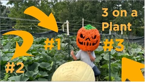 Giant Pumpkin Growing September update