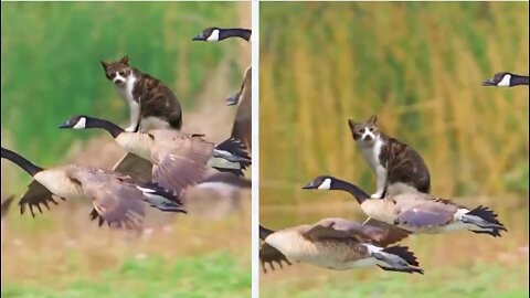 A cat flies on a goose