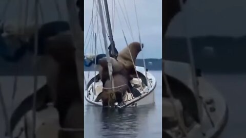 🦦 Sea ​​Lions Ride a Boat 🛥 #shorts