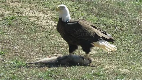 Beautiful Bald Eagle! Illinois Country living Wildlife photography!