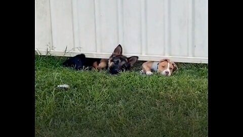 Three dogs want to play with their cat of neighbor