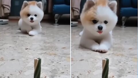 Cute Puppy Drooling for snack 😂🐶 Try not to laugh 😂