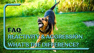 FAQ: Reactivity And Aggression, What's The Difference? Reactivity Doesn't Always Mean Aggression