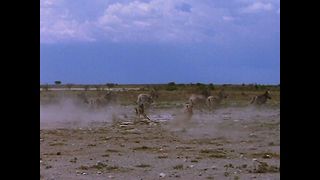 Sneaky Lion Chases Zebras