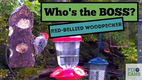 Red-bellied woodpecker aggression