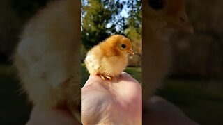 #babychick #spring #homesteading #chickens #farm #cute