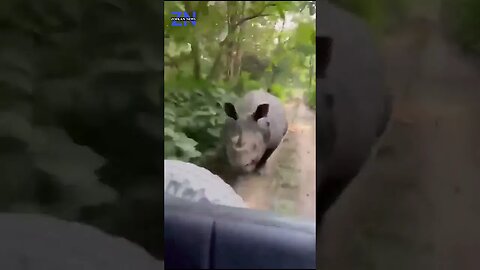 A Rhino didn't like the attention it was getting #news #animals
