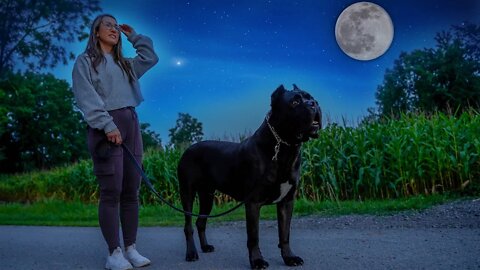 Cane Corso Late Night Dog Walking - RAW Home Video