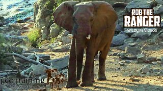 African Elephant Bull Encounter On Foot | @EcoTraining TVTrails