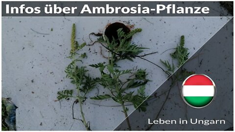 Infos zur Entfernung der Ambrosia Pflanze - Leben in Ungarn