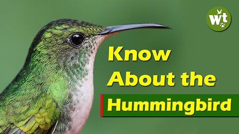 Hummingbird Video | Know About The Bee Hummingbird | Smallest Migrating Bird In The World