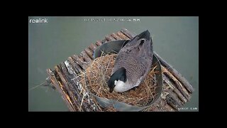 UP close nest camera update Southern Illinois farm