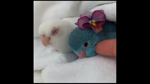 parrots get affection