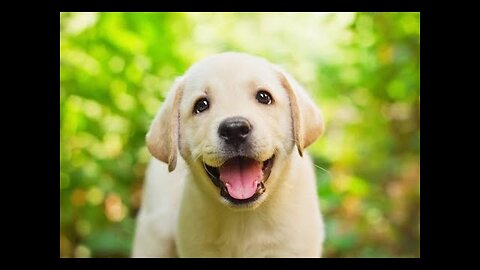 CUTE LABRO PUPPY TRAINING BASICS