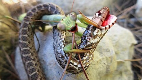 This Is Why Snakes Are Afraid of Mantises_ #Unbelievable