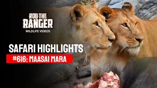 Safari Highlights #616: 19th August 2021 | Maasai Mara/Zebra Plains | Latest Wildlife Sightings