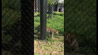 Big wild cats are always so interesting to watch