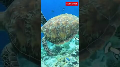 Turtle Spotted | Diving | #maldives #turtle #underwater #shorts