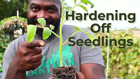 Hardening Off Your Plants For Beginners