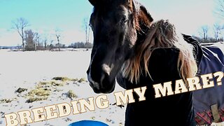 Breeding My Mare?