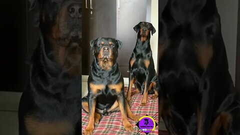 Most dangerous dog #rottweiler #mostviewed #viraldog #shorts