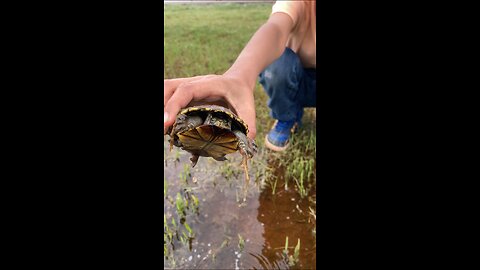 We found a musk turtle!!!