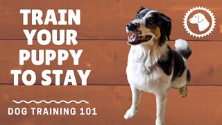 Basic Dog Training Commands: Stay | DOG TRAINING 🐶 Brooklyn's Corner